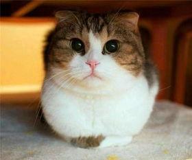 娱乐吃瓜猫咪视频大全最新,最新猫咪吃瓜视频大盘点