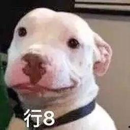 娱乐圈吃瓜蛙,揭秘明星幕后故事与八卦风云